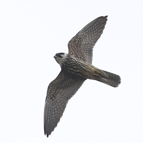 チゴハヤブサ - ML645763771