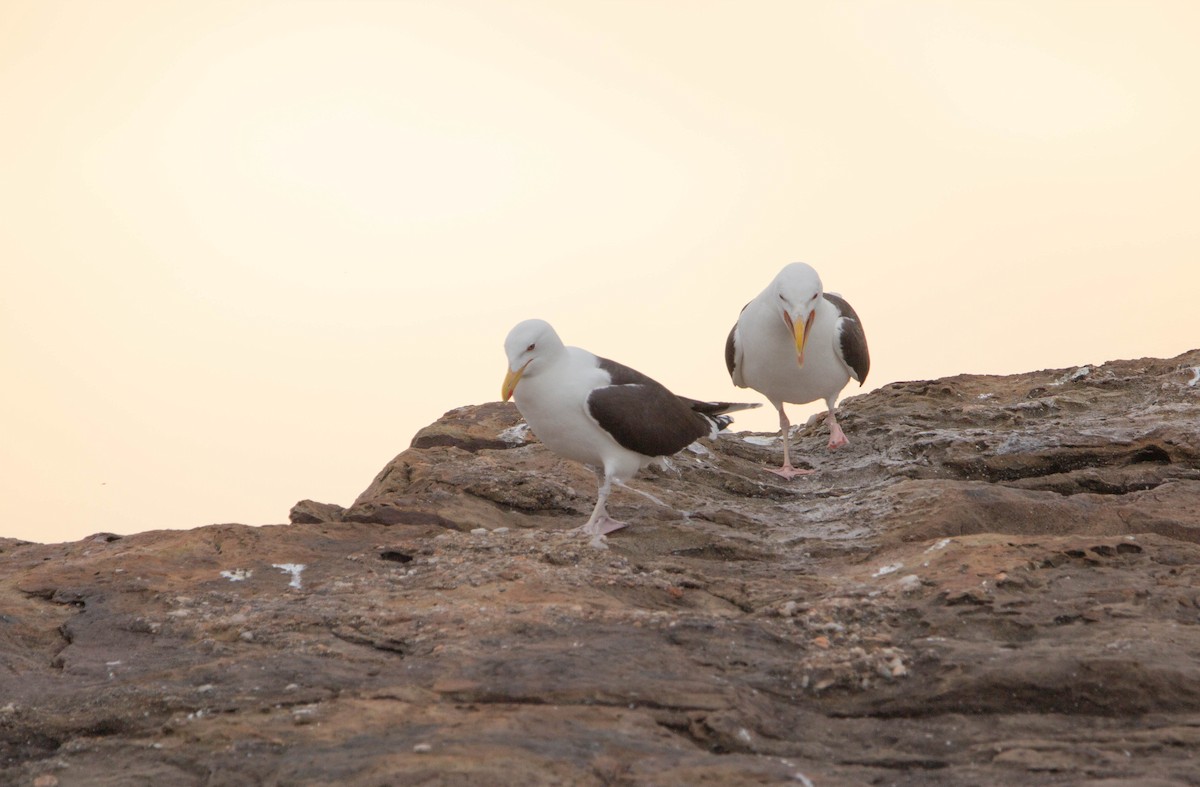 Gavión Atlántico - ML645763774