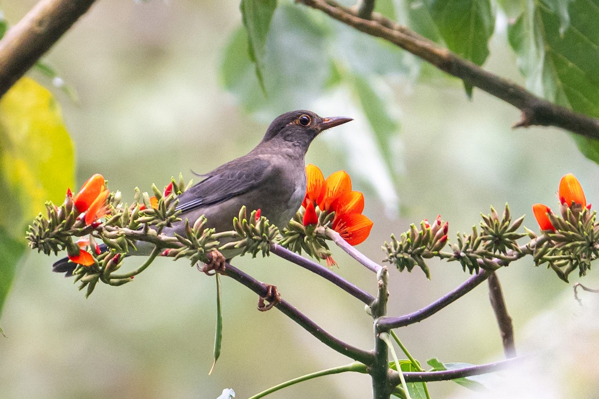 インドクロウタドリ - ML645763776