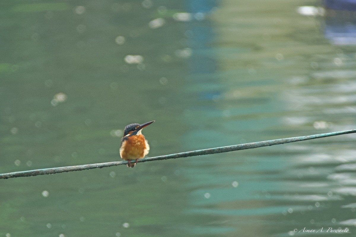 カワセミ - ML645763777