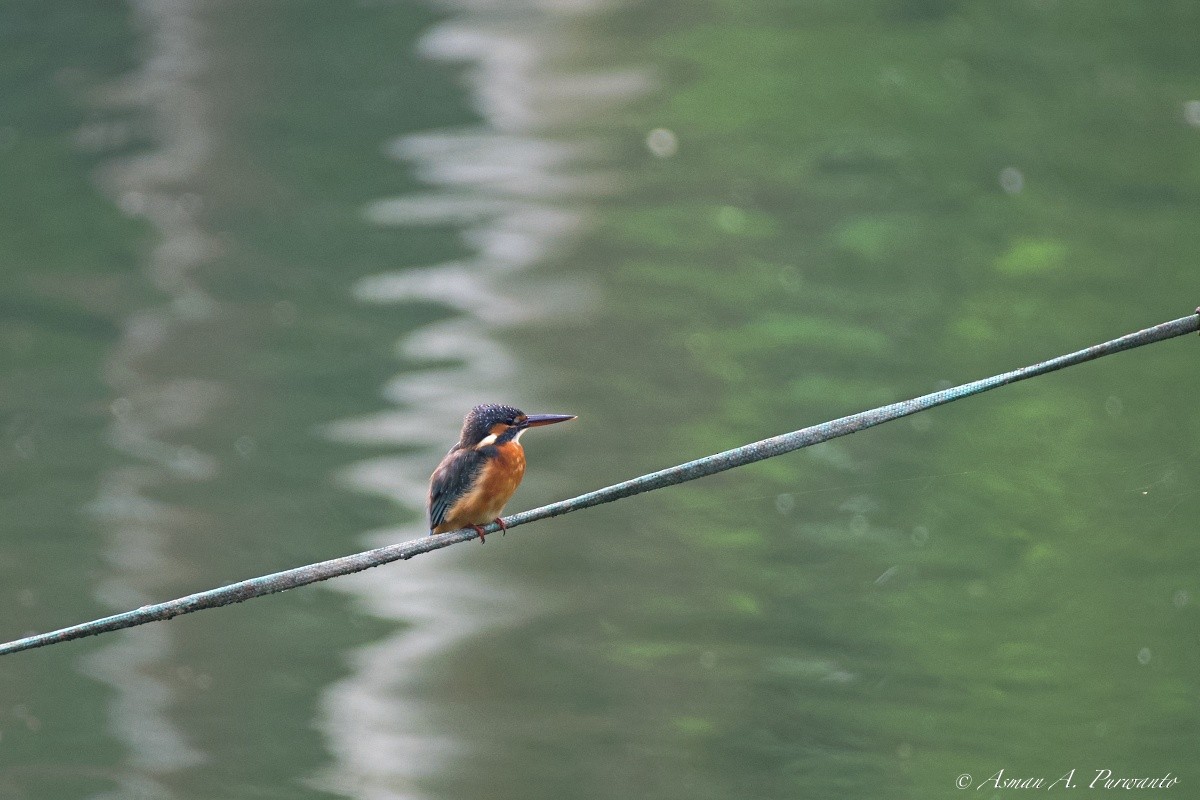 カワセミ - ML645763778