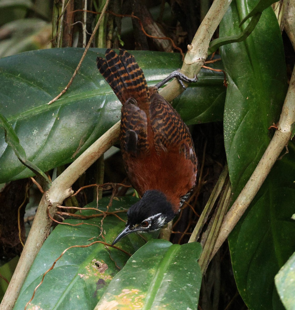 シマバラマユミソサザイ - ML645763779