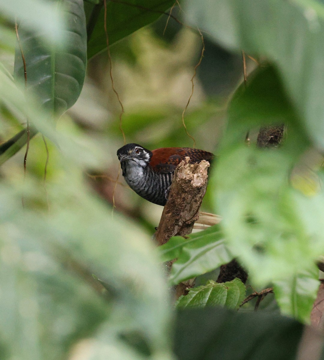 シマバラマユミソサザイ - ML645763781