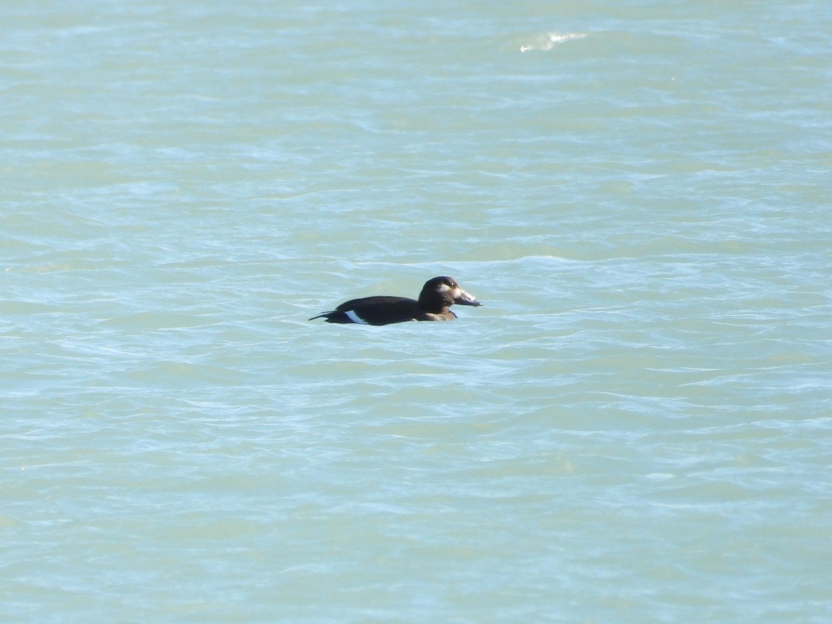 アメリカビロードキンクロ - ML645763782