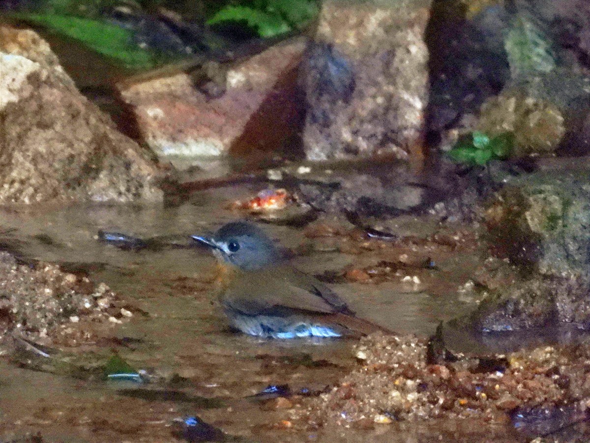 シロハラヒメアオヒタキ - ML645763783