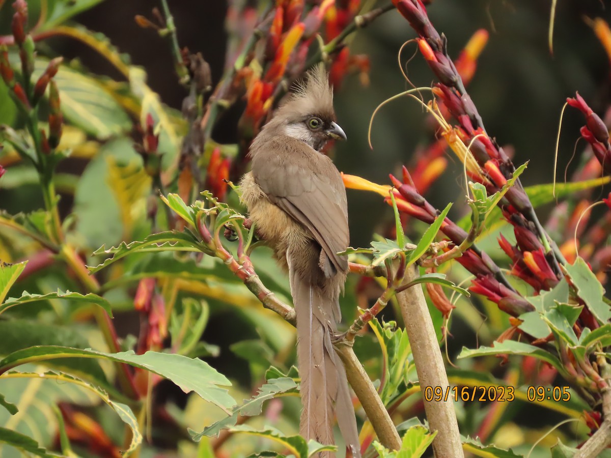 チャイロネズミドリ - ML645763784