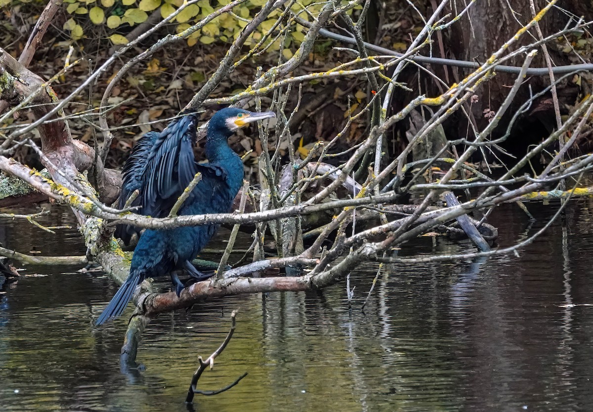 カワウ - ML645763786