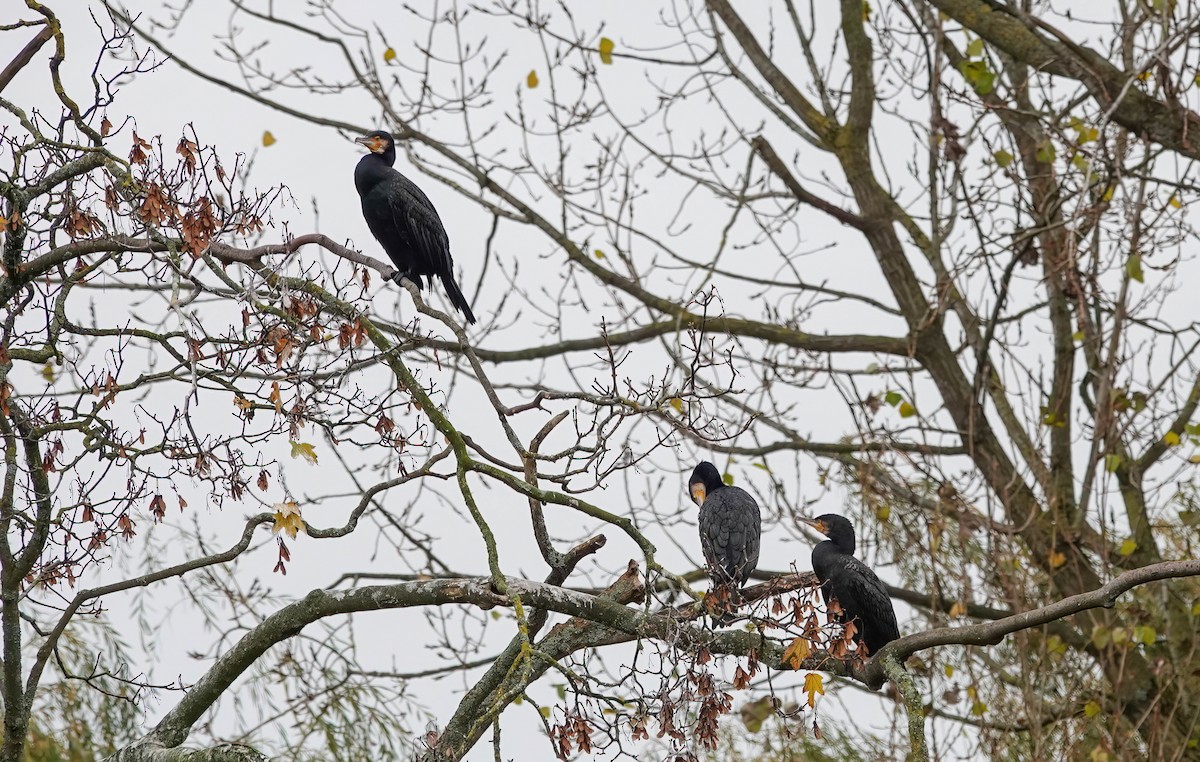 カワウ - ML645763792