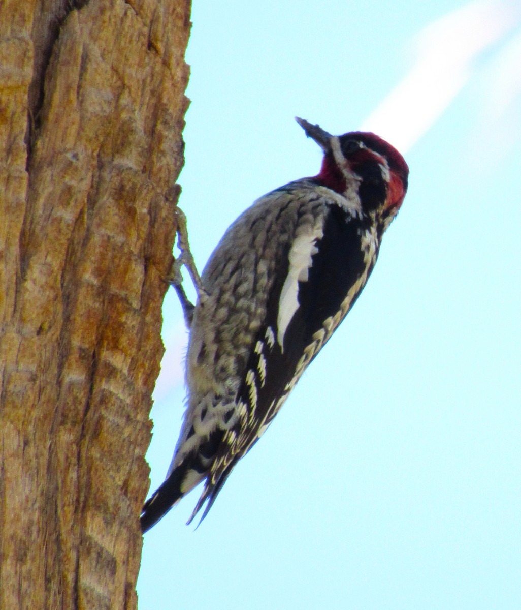 アカエリシルスイキツツキ - ML645763799