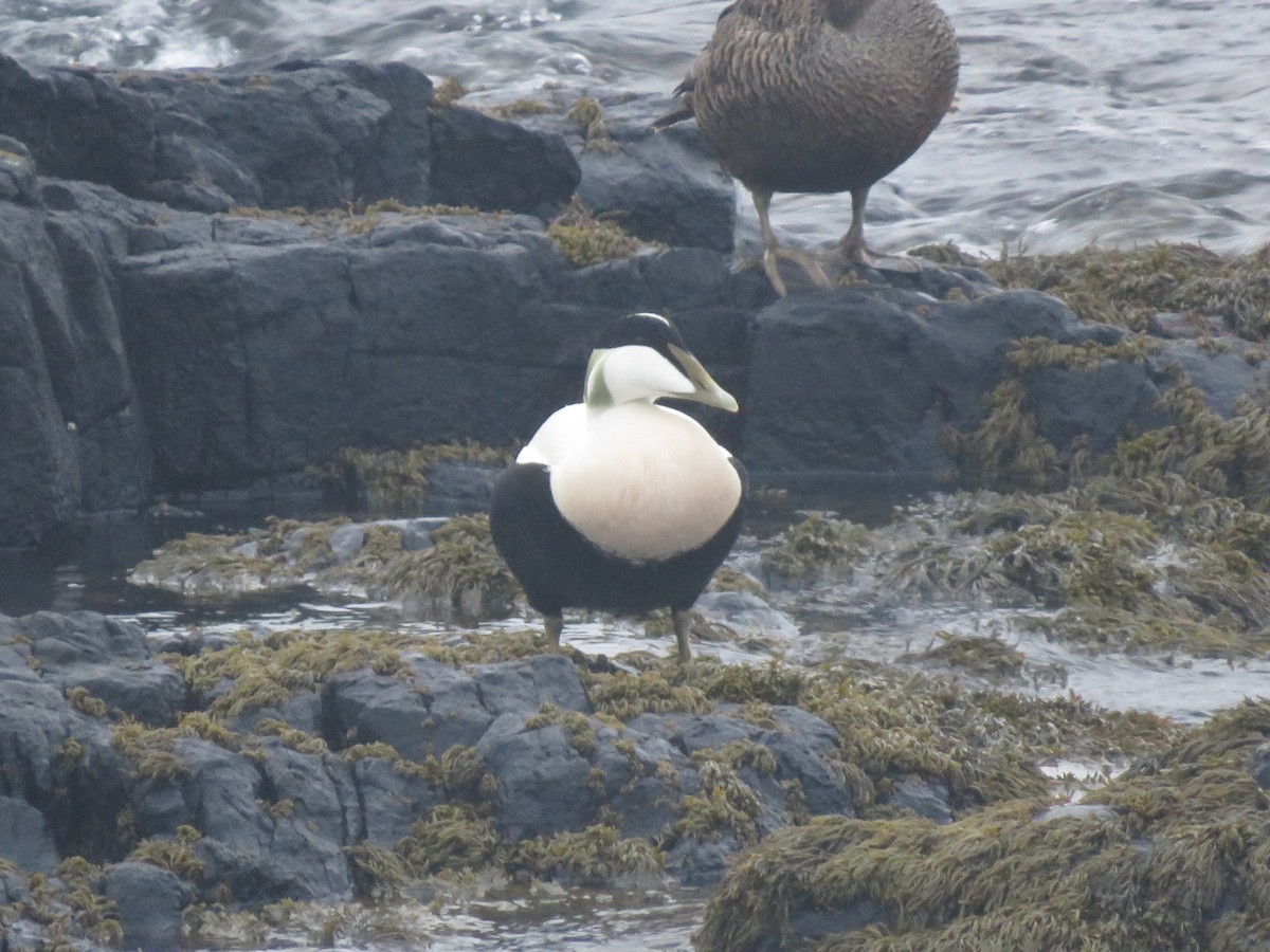 ホンケワタガモ - ML645763800