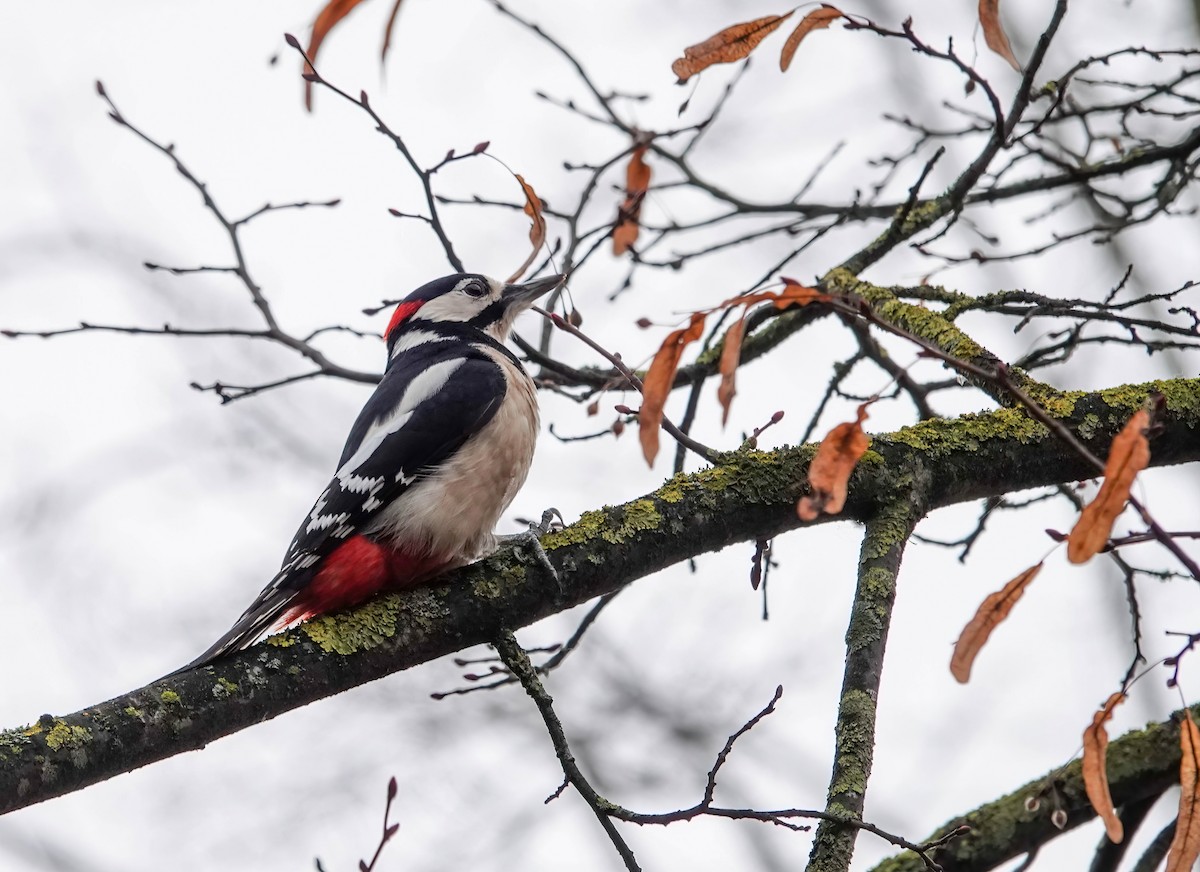 アカゲラ - ML645763801