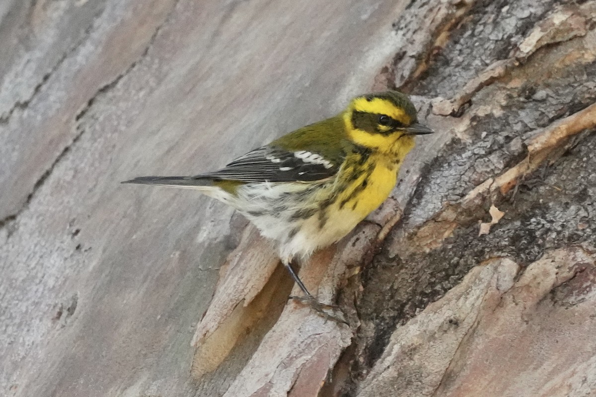 タウンゼンドアメリカムシクイ - ML645763803