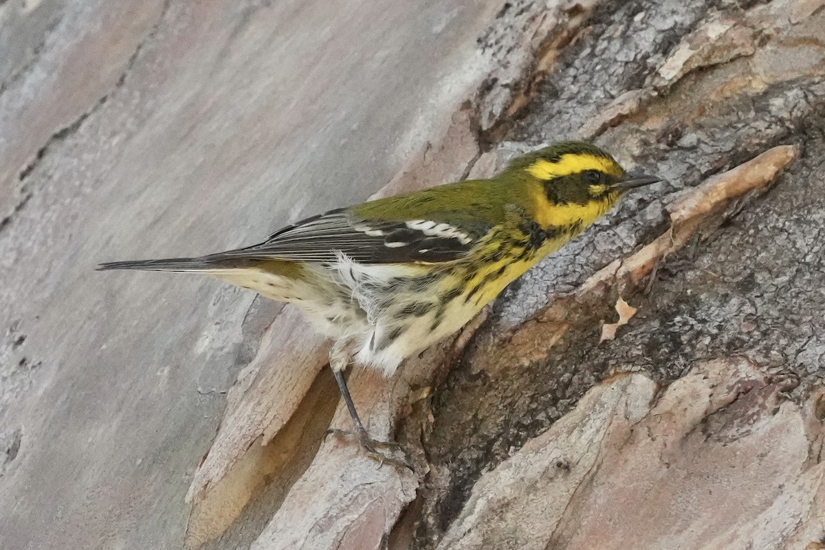 タウンゼンドアメリカムシクイ - ML645763804