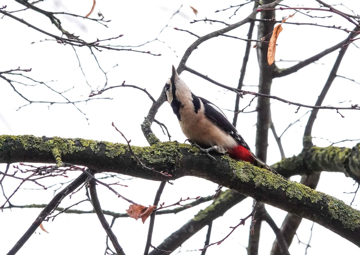 アカゲラ - ML645763805