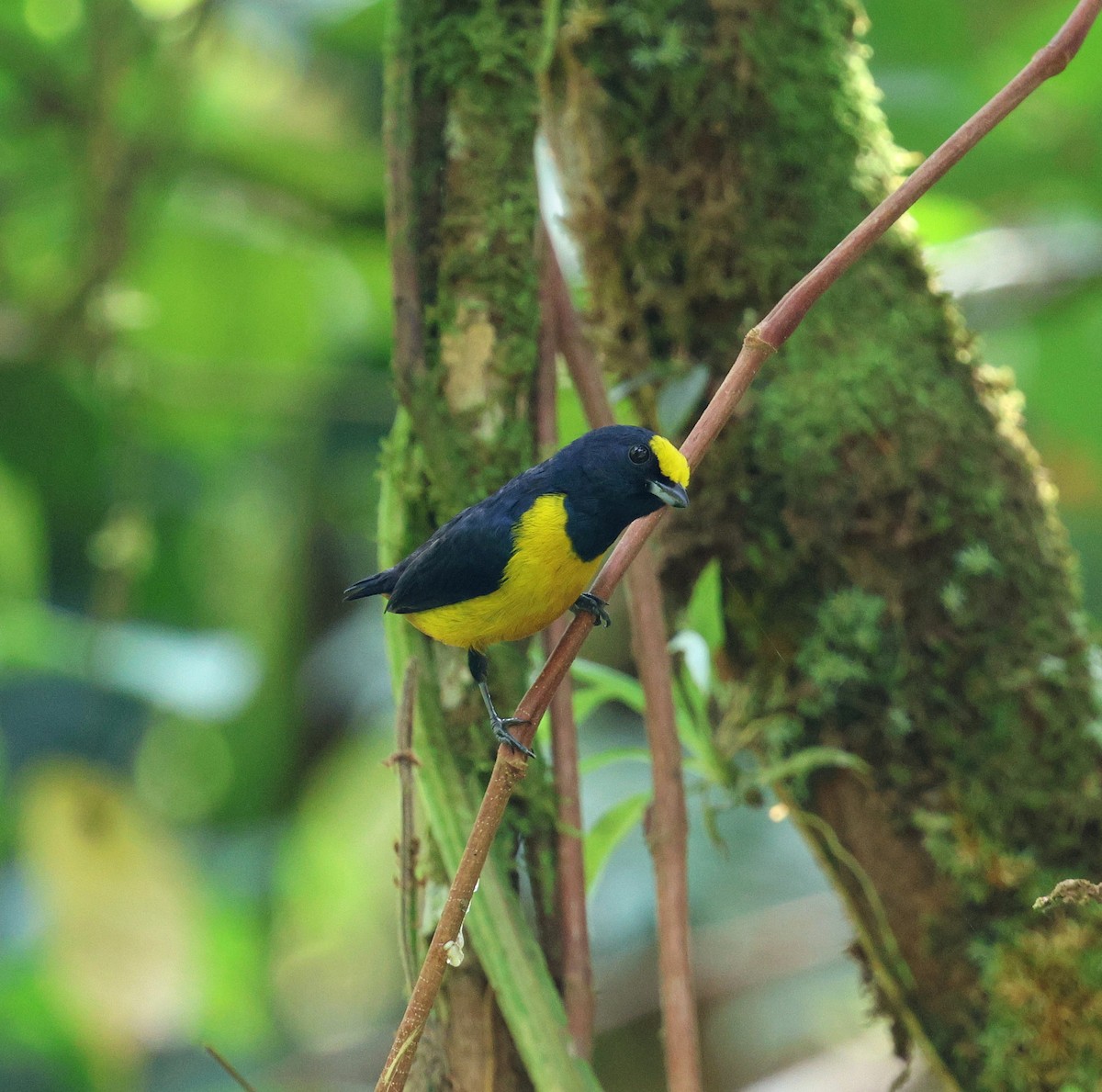 シリアカスミレフウキンチョウ - ML645763810