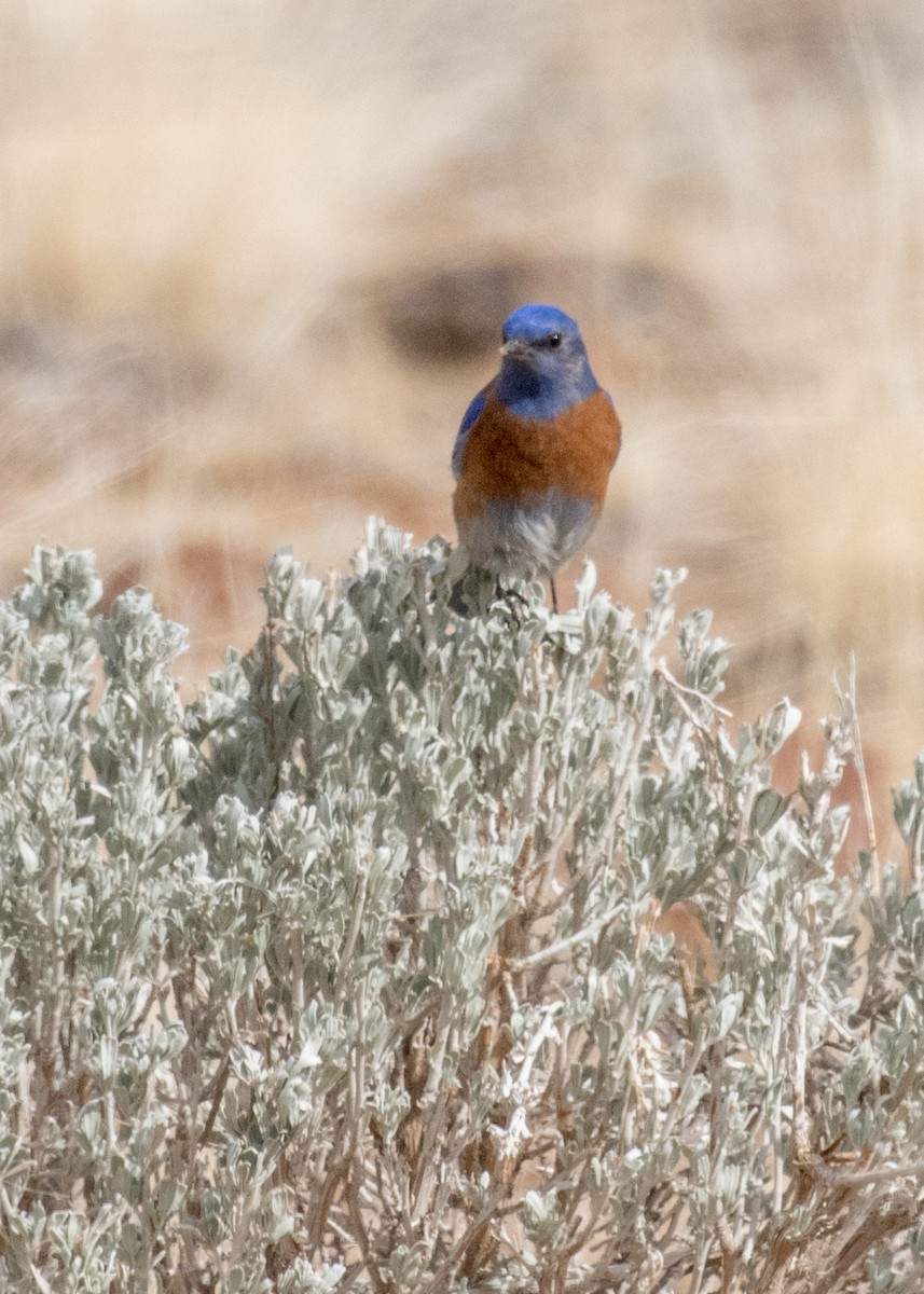 チャカタルリツグミ - ML645763811