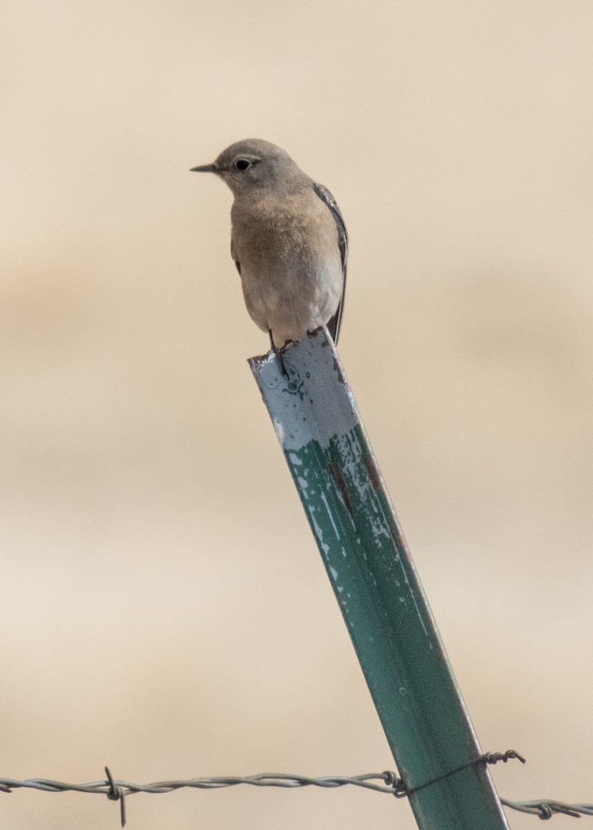 チャカタルリツグミ - ML645763812