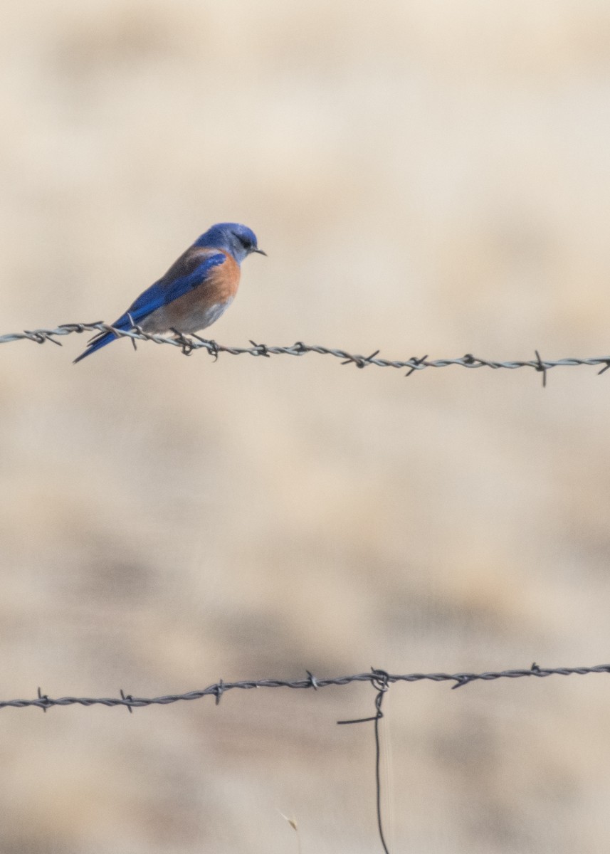 チャカタルリツグミ - ML645763813