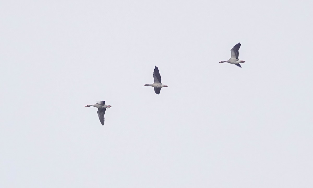 Graylag Goose - ML645763816