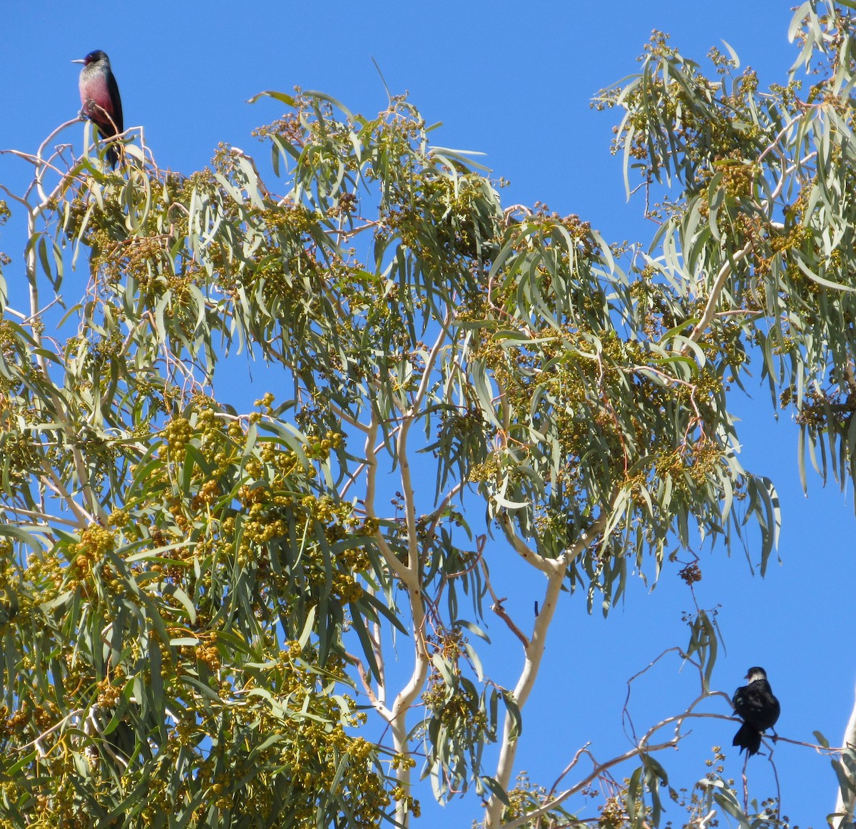 Blutgesichtspecht - ML645763824