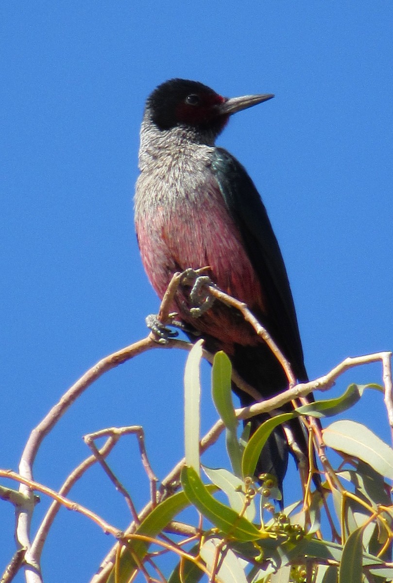 Blutgesichtspecht - ML645763831