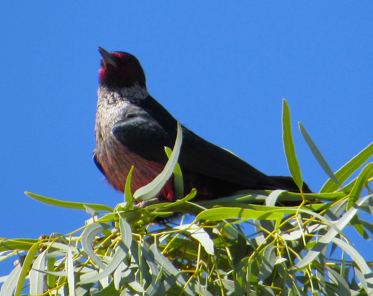 Blutgesichtspecht - ML645763832