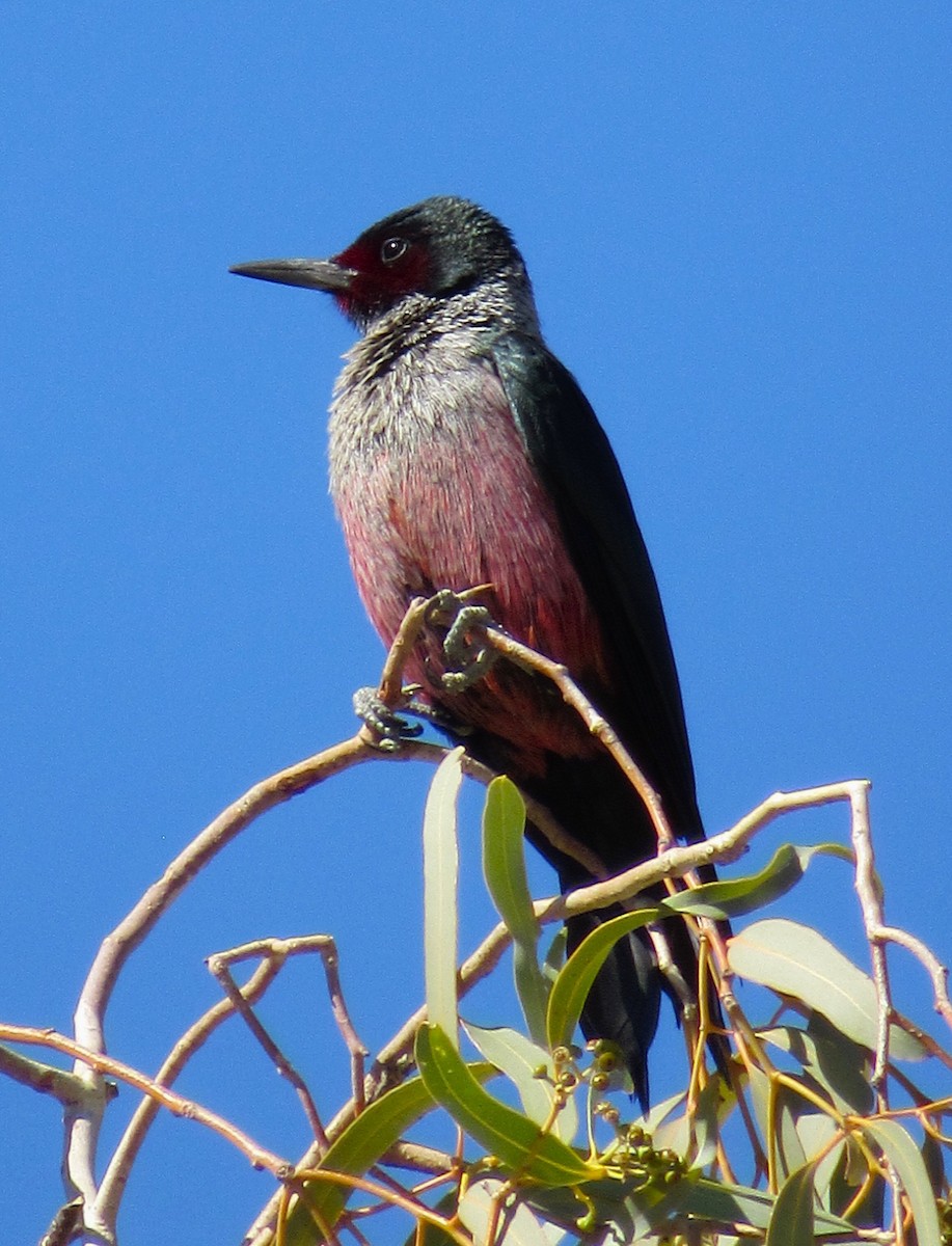 Blutgesichtspecht - ML645763833