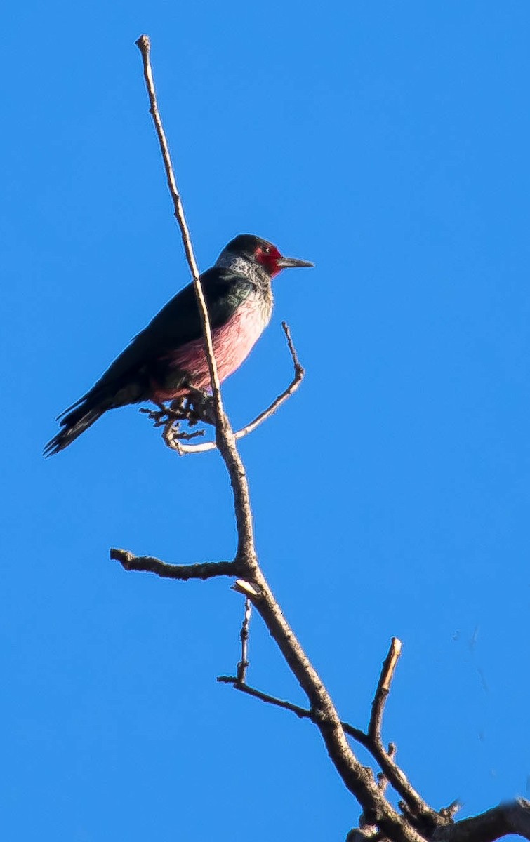 Blutgesichtspecht - ML645763857