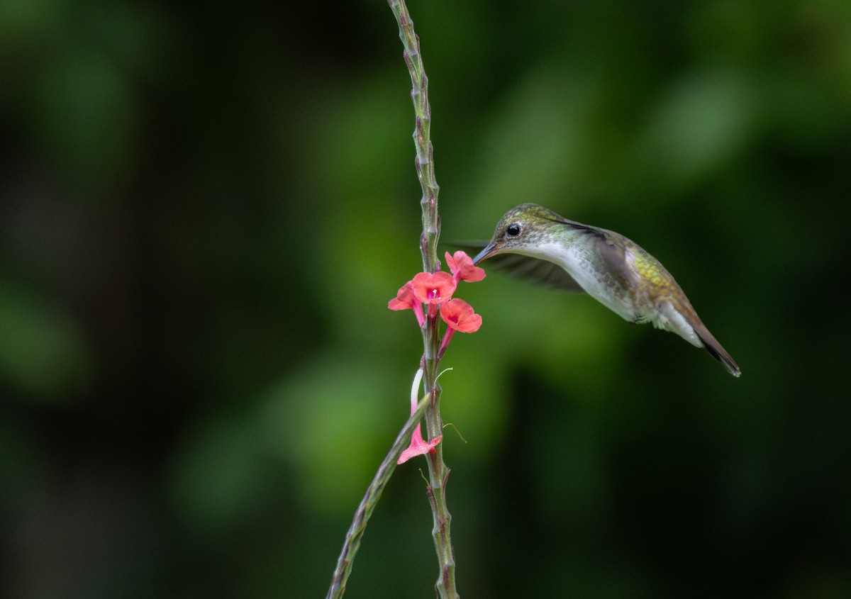 White-bellied Emerald - ML645763862