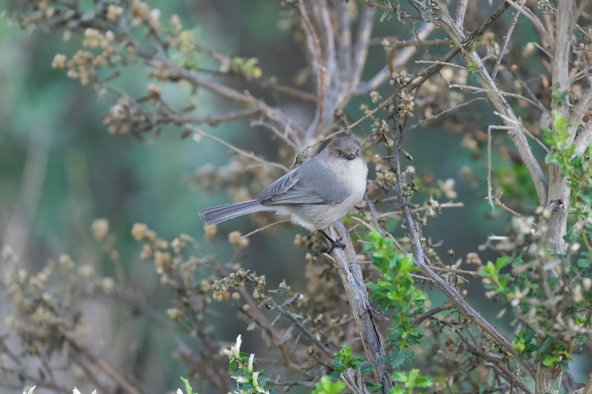 Bushtit - ML645763863