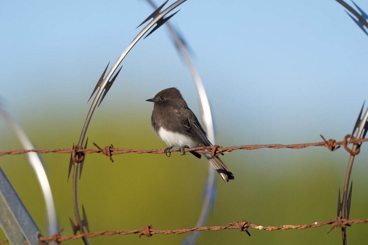 Black Phoebe - ML645763877