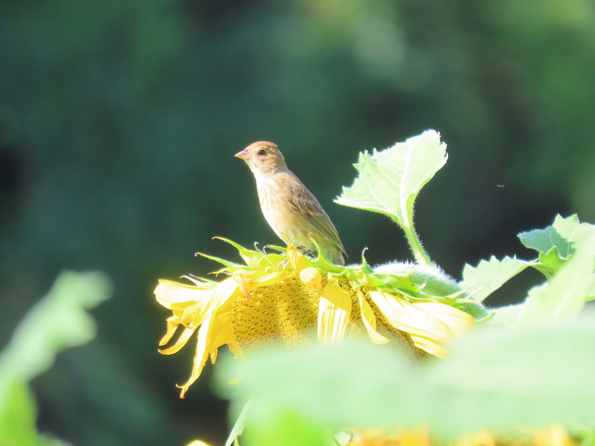 Indigo Bunting - ML645763880