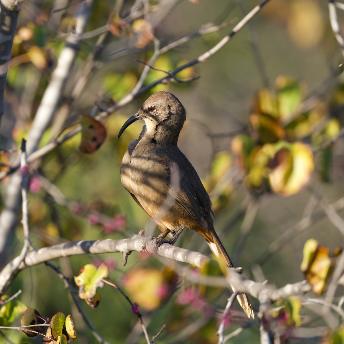 California Thrasher - ML645763882
