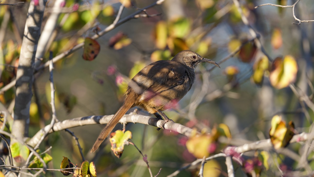 California Thrasher - ML645763883