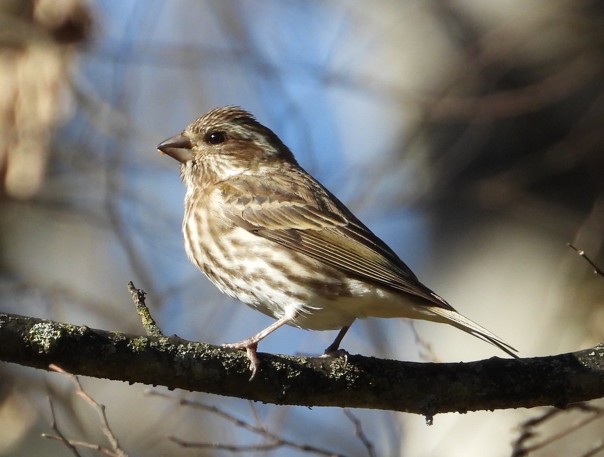 Purple Finch - ML645763885