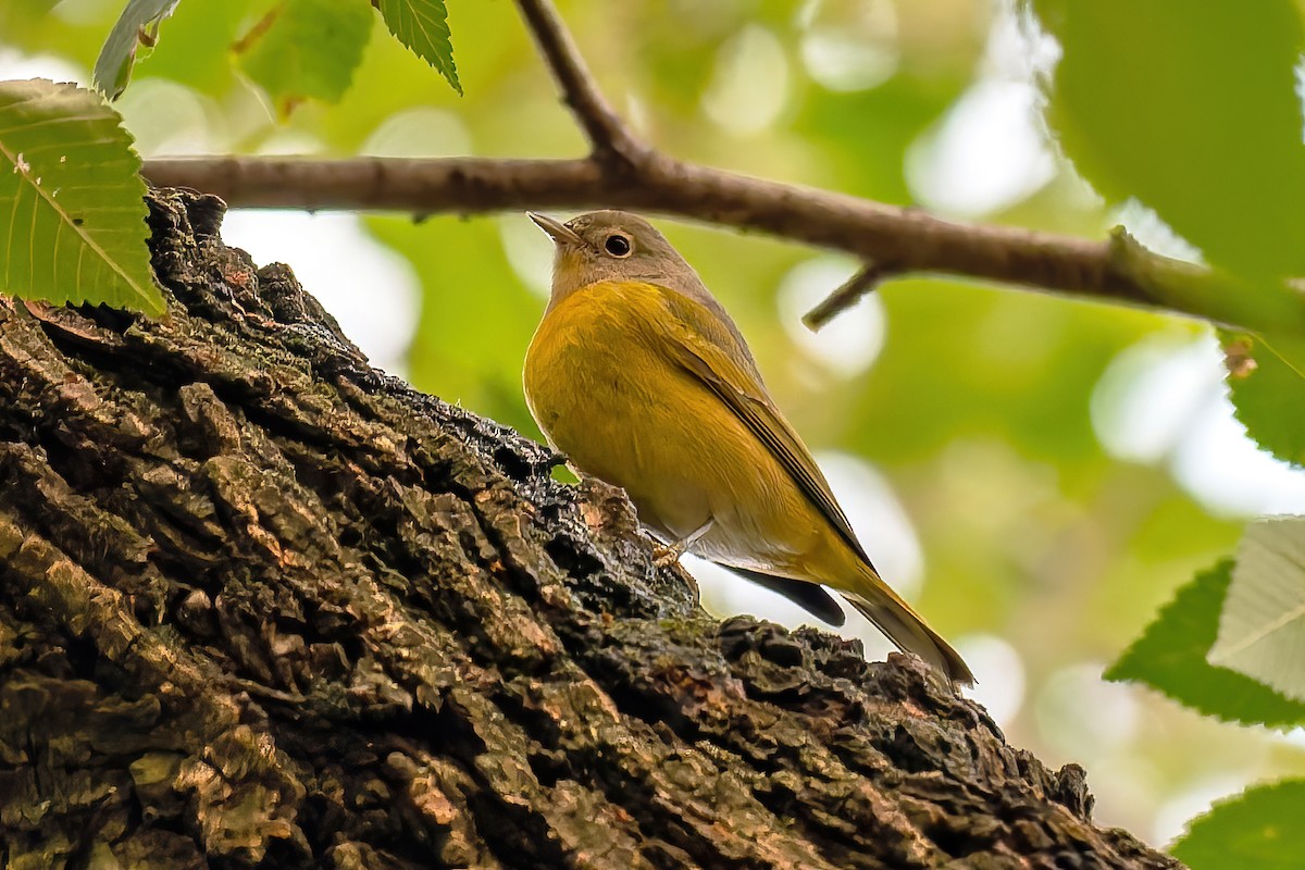 lesňáček rezavokorunkatý - ML645763887