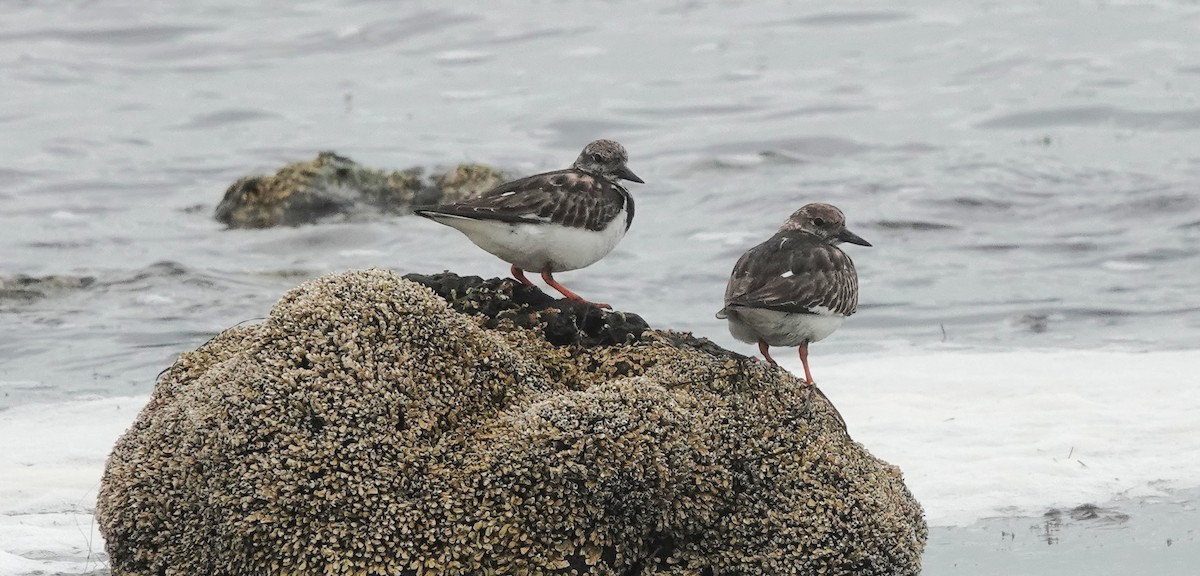 Ruddy Turnstone - ML645763895