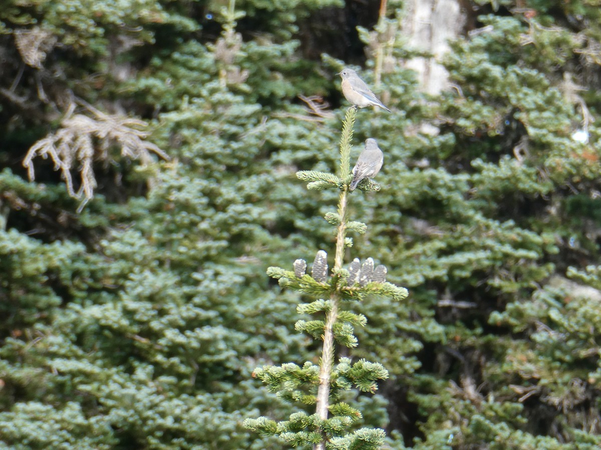 Western Bluebird - ML645763909