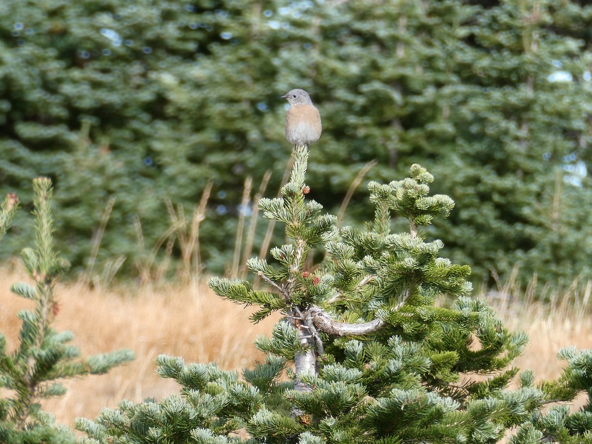 Western Bluebird - ML645763910