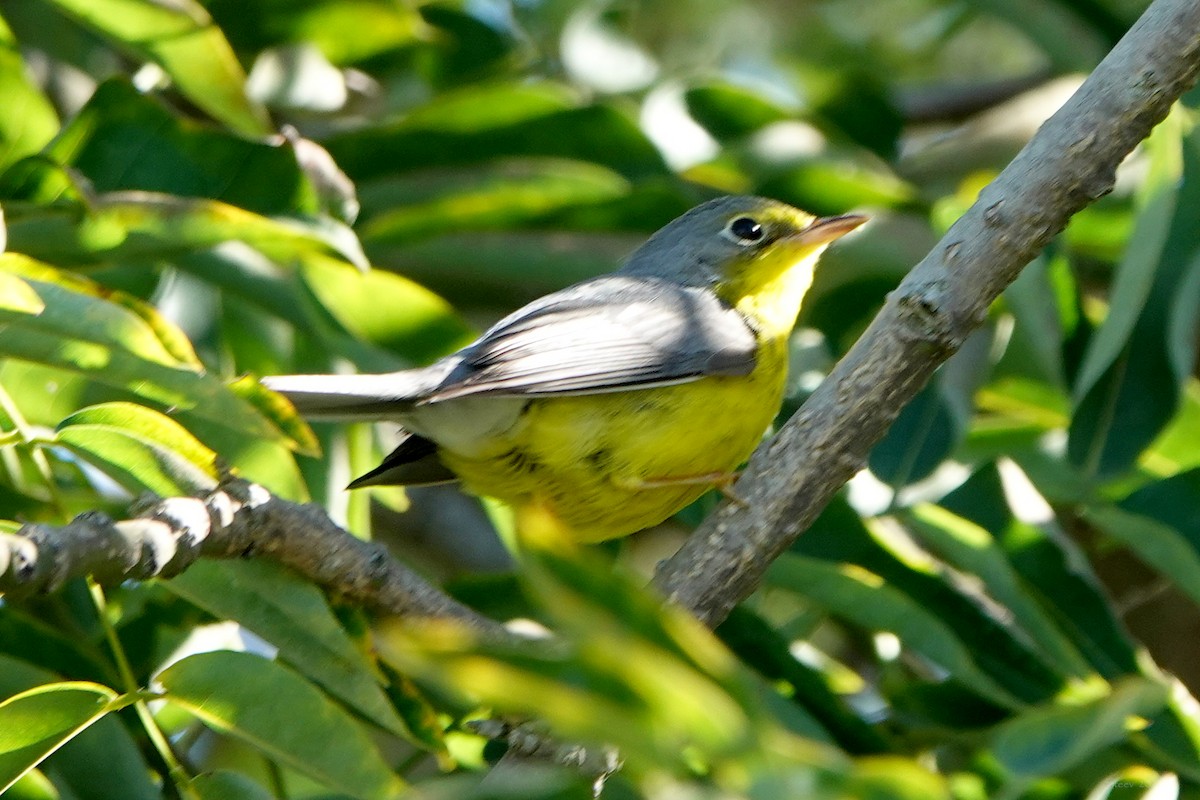Canada Warbler - ML645763920