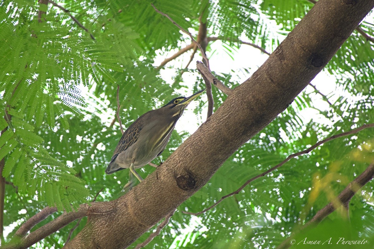 Little Heron - ML645763922