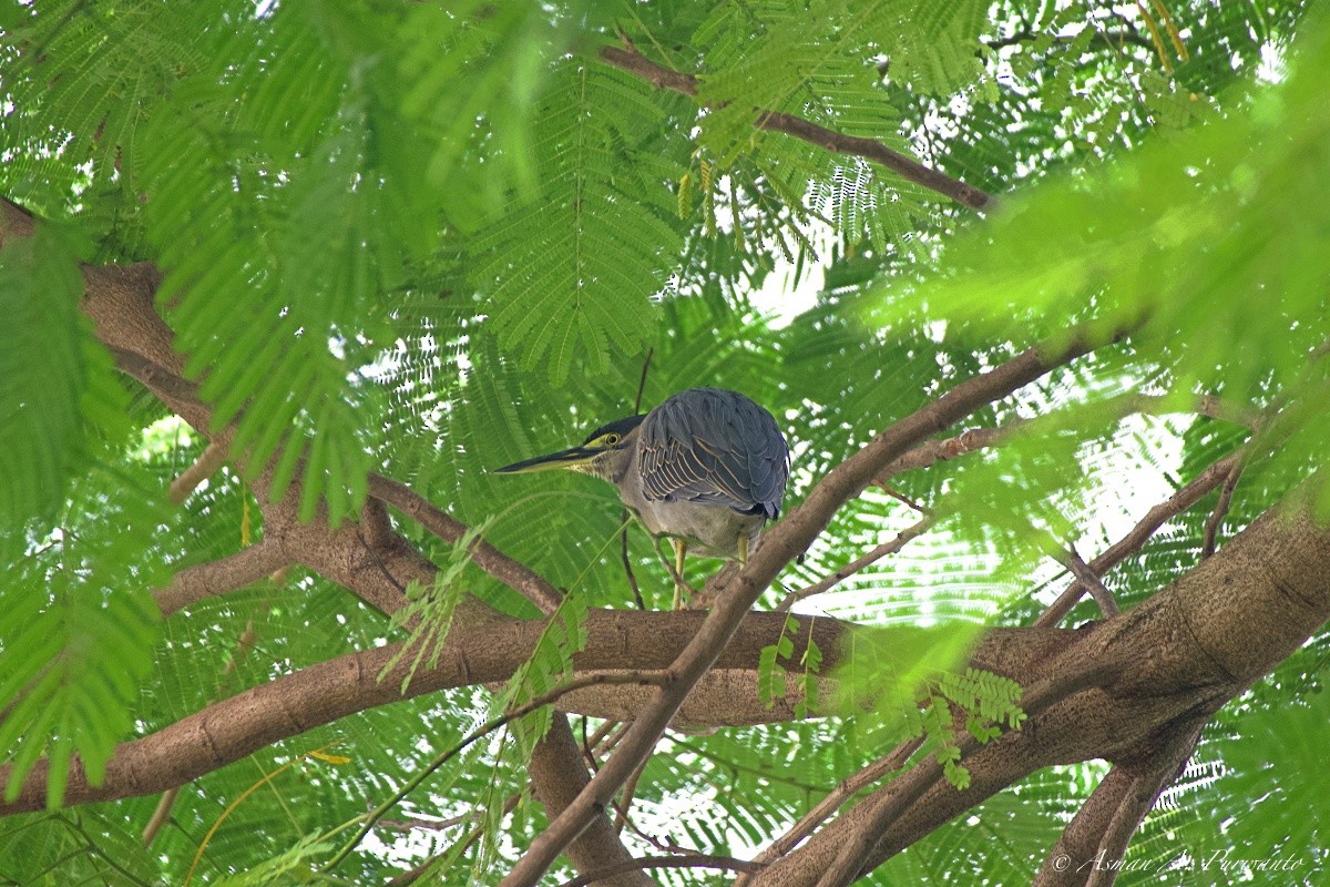 Little Heron - ML645763923