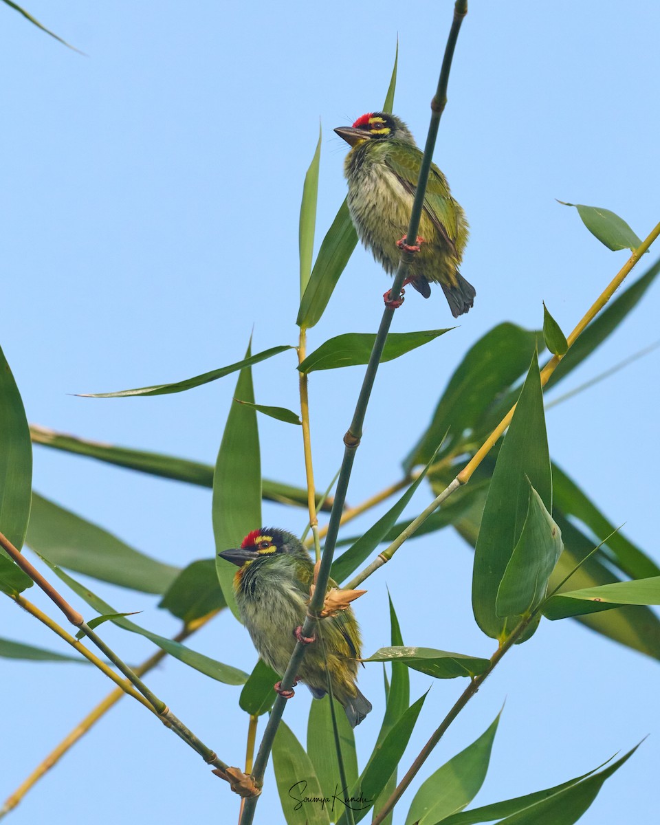 Coppersmith Barbet - ML645763925