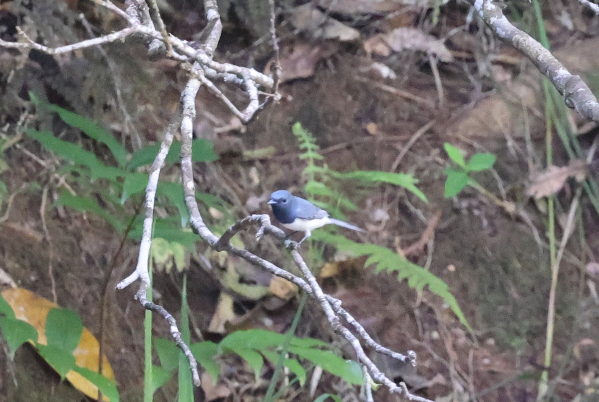 Leaden Flycatcher - ML645763926