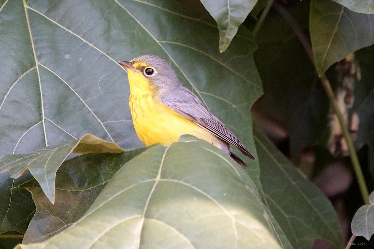 Canada Warbler - ML645763932
