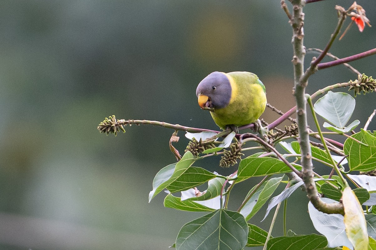 Plum-headed Parakeet - ML645763953