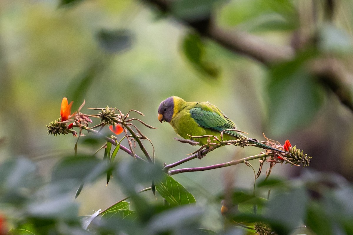 Plum-headed Parakeet - ML645763954