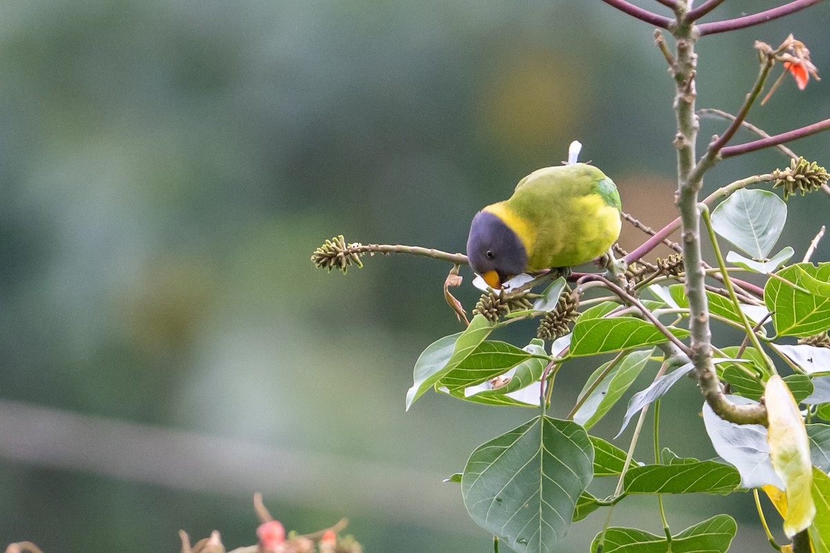 Plum-headed Parakeet - ML645763955