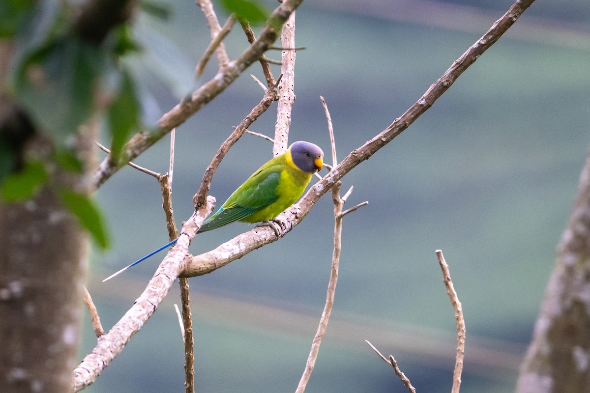 Plum-headed Parakeet - ML645763956