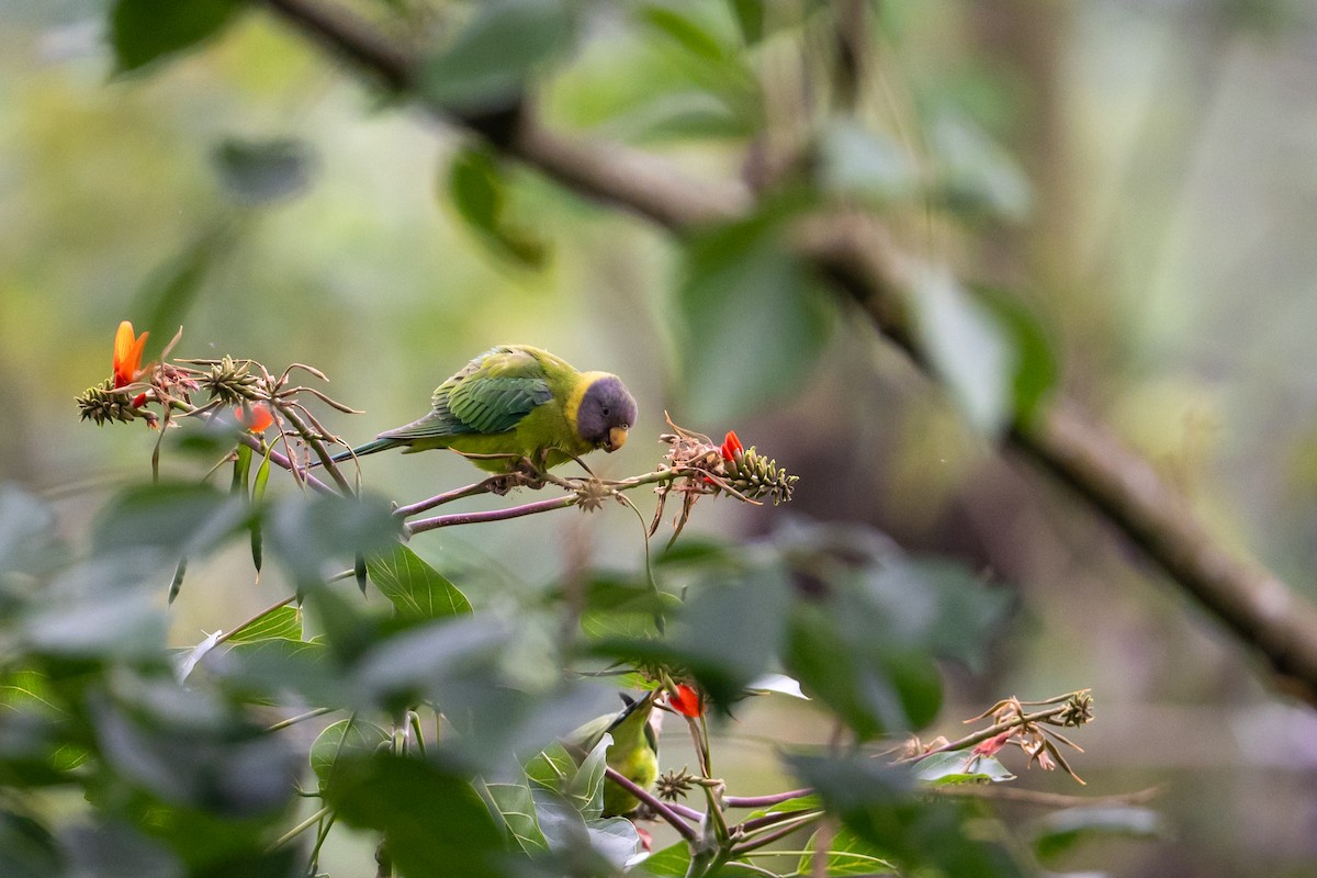 Plum-headed Parakeet - ML645763957